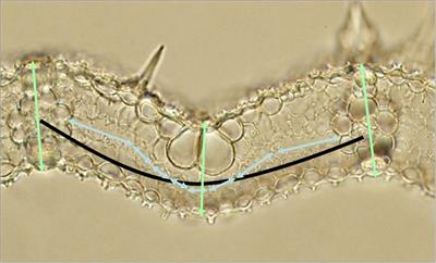 Increasing Leaf Vein Density via Mutagenesis in Rice Results in an Enhanced Rate of Photosynthesis, Smaller Cell Sizes and Can Reduce Interveinal Mesophyll Cell Number